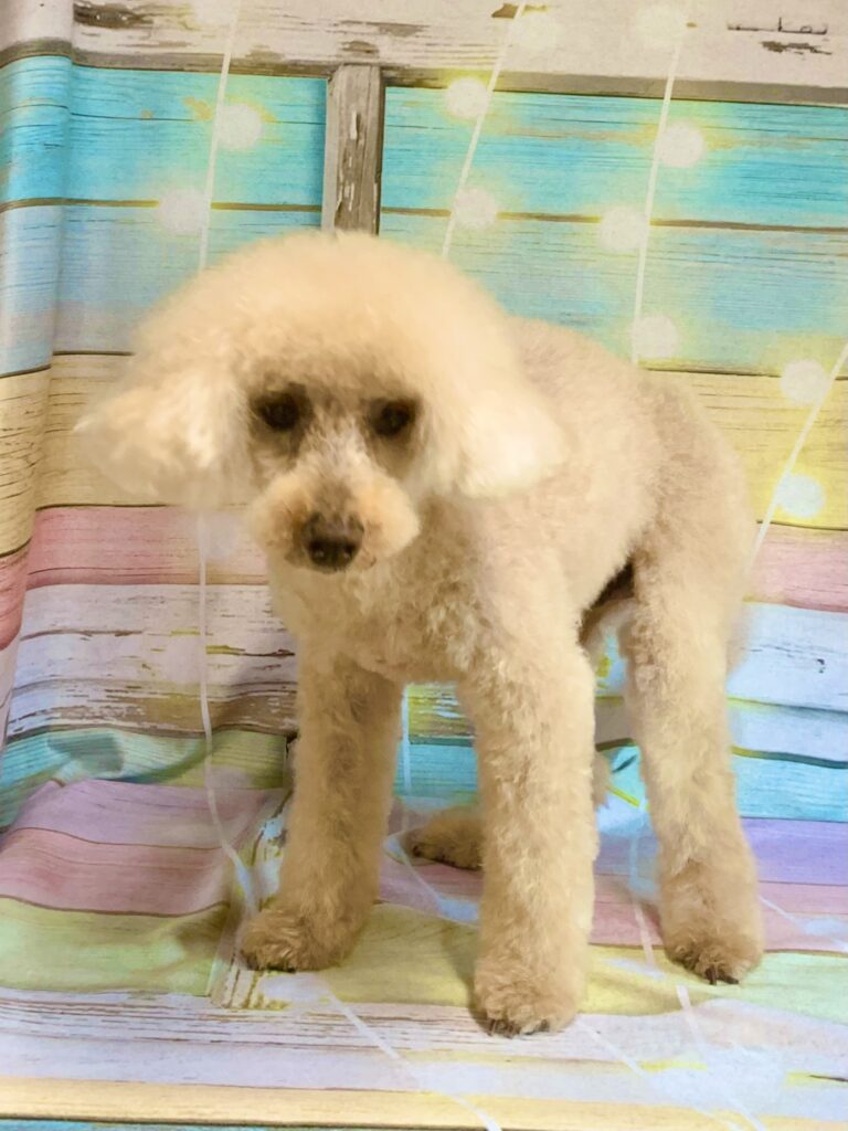 守谷市でトリミングです。モグくん　(トイプードル男の子　シャンプー＆カットコースです。)