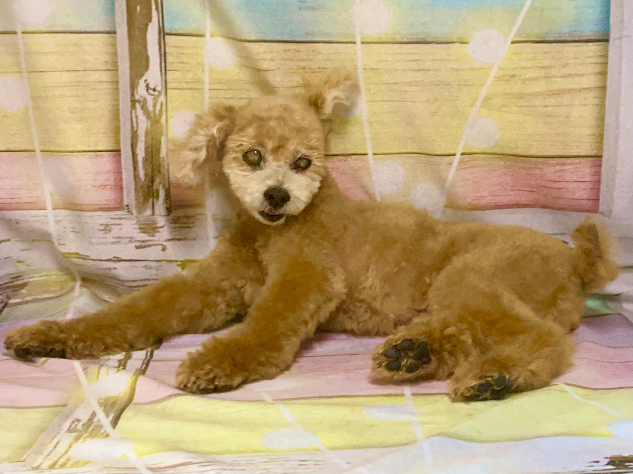 鎌ヶ谷市でトリミングです。もずくちゃん　(トイプードル女の子　シャンプー＆カットコースです。)