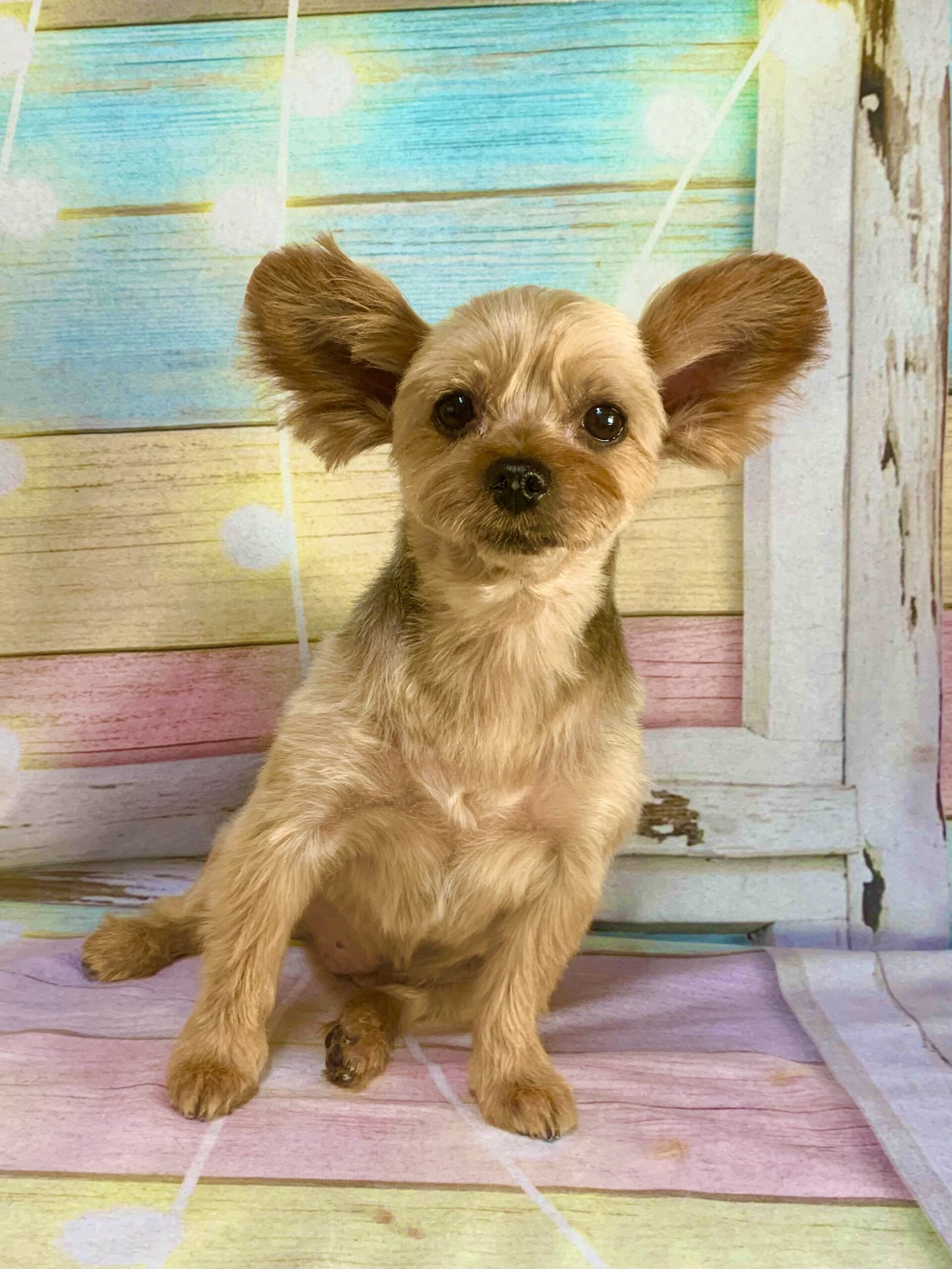 柏市でトリミングです。こむぎちゃん　(ヨークシャーテリア女の子　シャンプー＆カットコースです。)