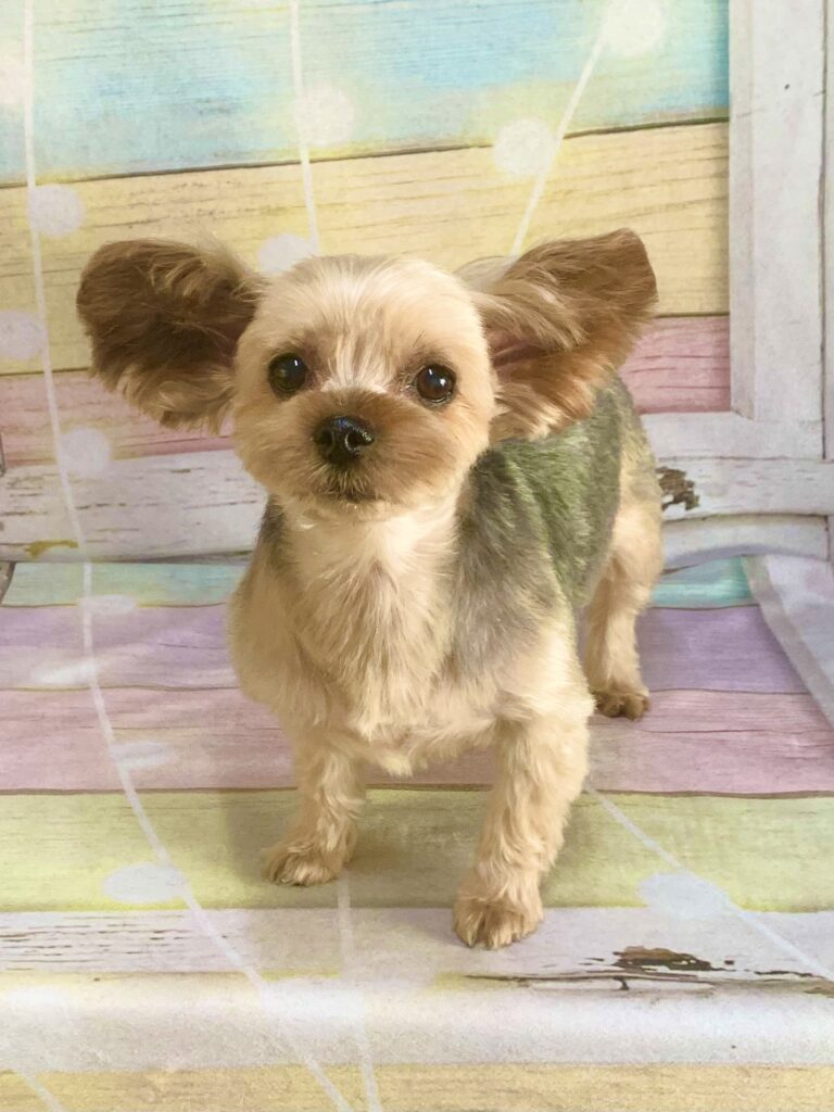 柏市でトリミングです。あずきちゃん　(ヨークシャーテリア女の子　シャンプー＆カットコースです。)
