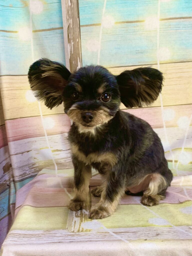 柏市でトリミングです。クレオちゃん　(ヨークシャーテリア女の子　シャンプー＆カットコースです。)