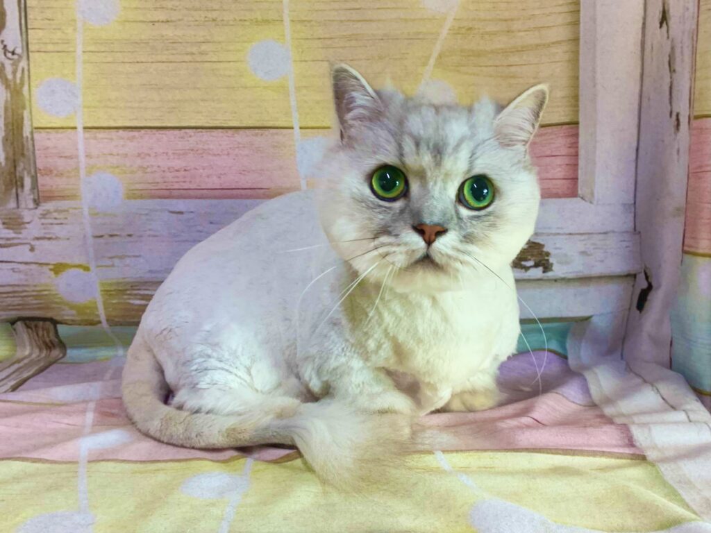 野田市でトリミングです。ティンちゃん　(メヌエット女の子　グルーミング＆カットコースです。)