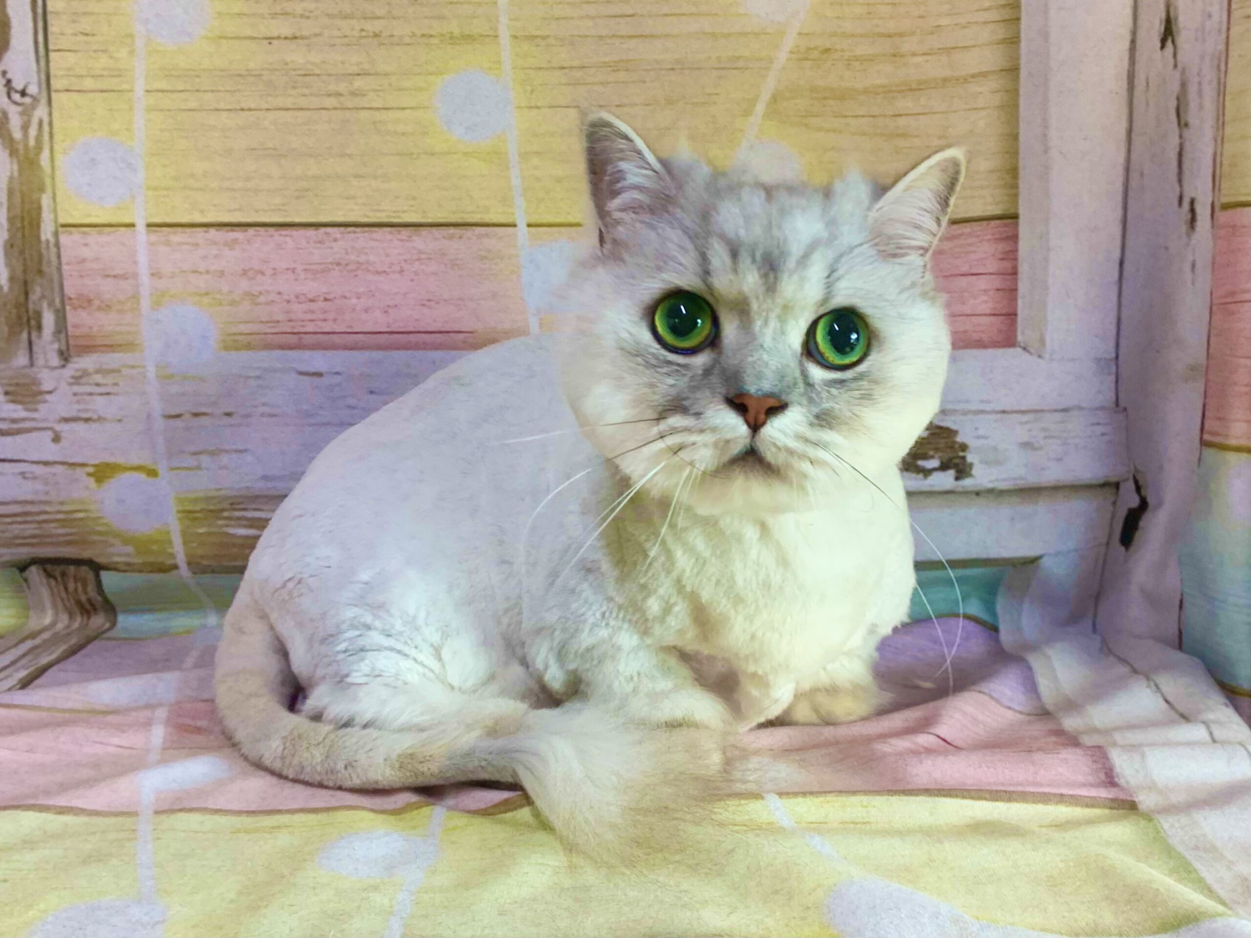 野田市でトリミングです。ティンちゃん　(メヌエット女の子　グルーミング＆カットコースです。)