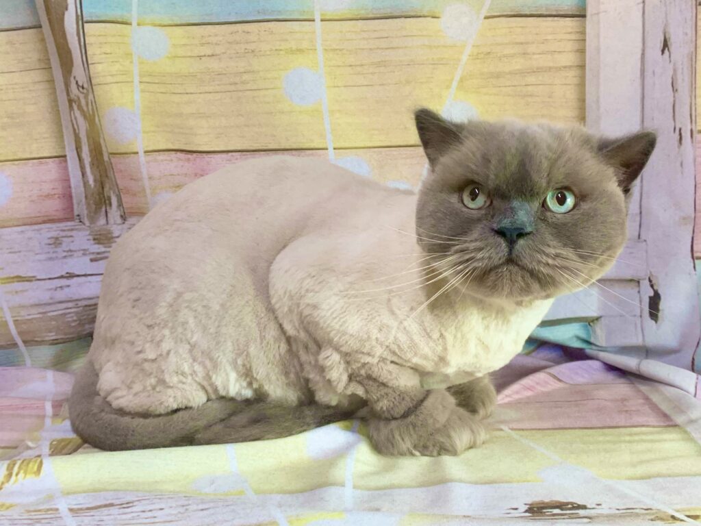 野田市でトリミングです。ソラくん　(ブリティッシュロングヘア男の子　グルーミング＆カットコースです。)