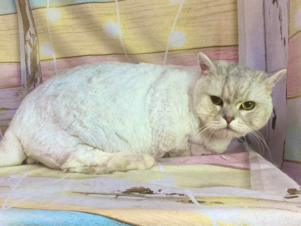 野田市でトリミングです。ポポくん　(メヌエット男の子　グルーミング＆カットコースです。)