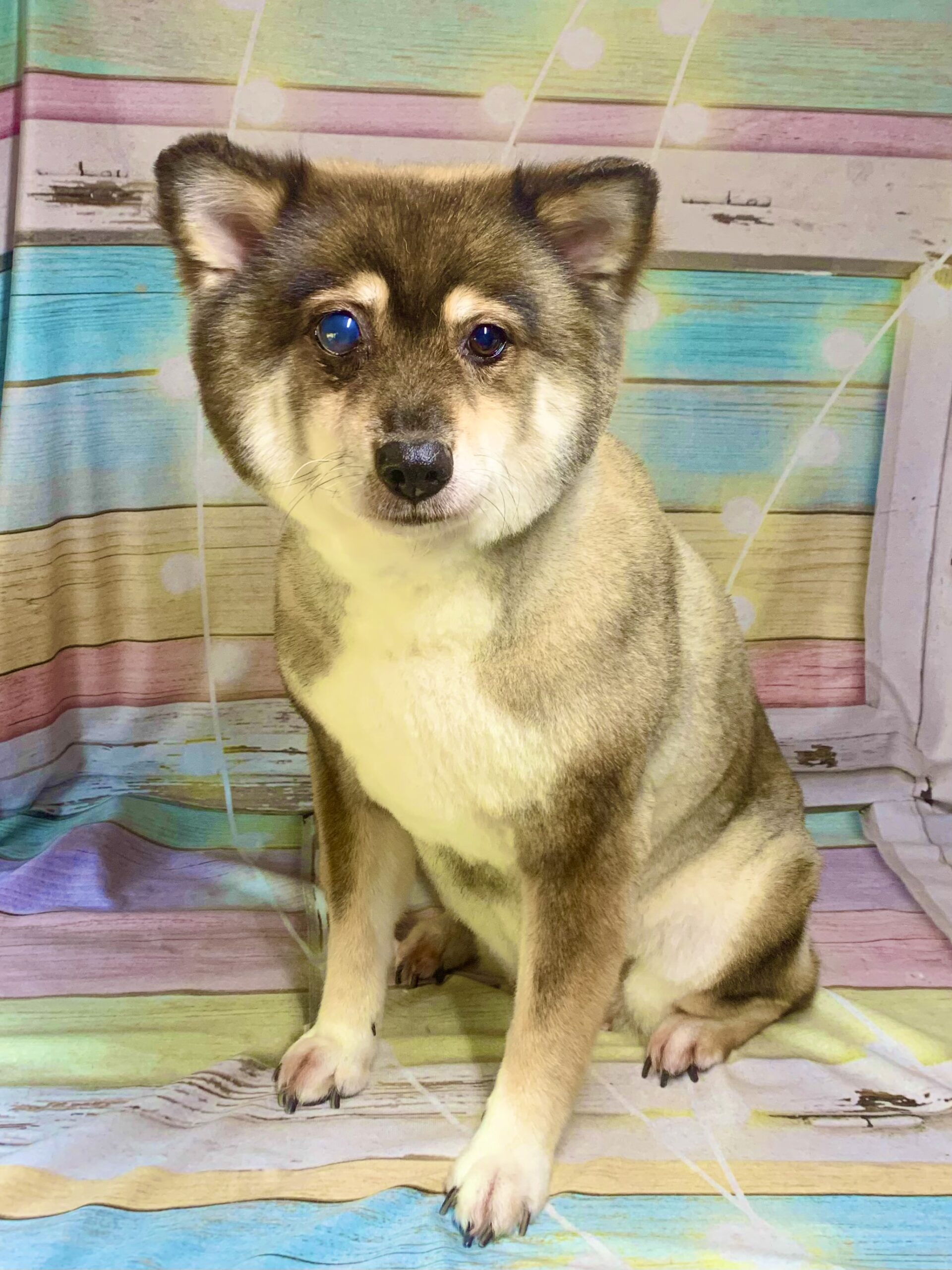 野田市でトリミングです。コロちゃん　(中型中毛ＭＩＸ犬女の子　シャンプー＆カットコースです。)