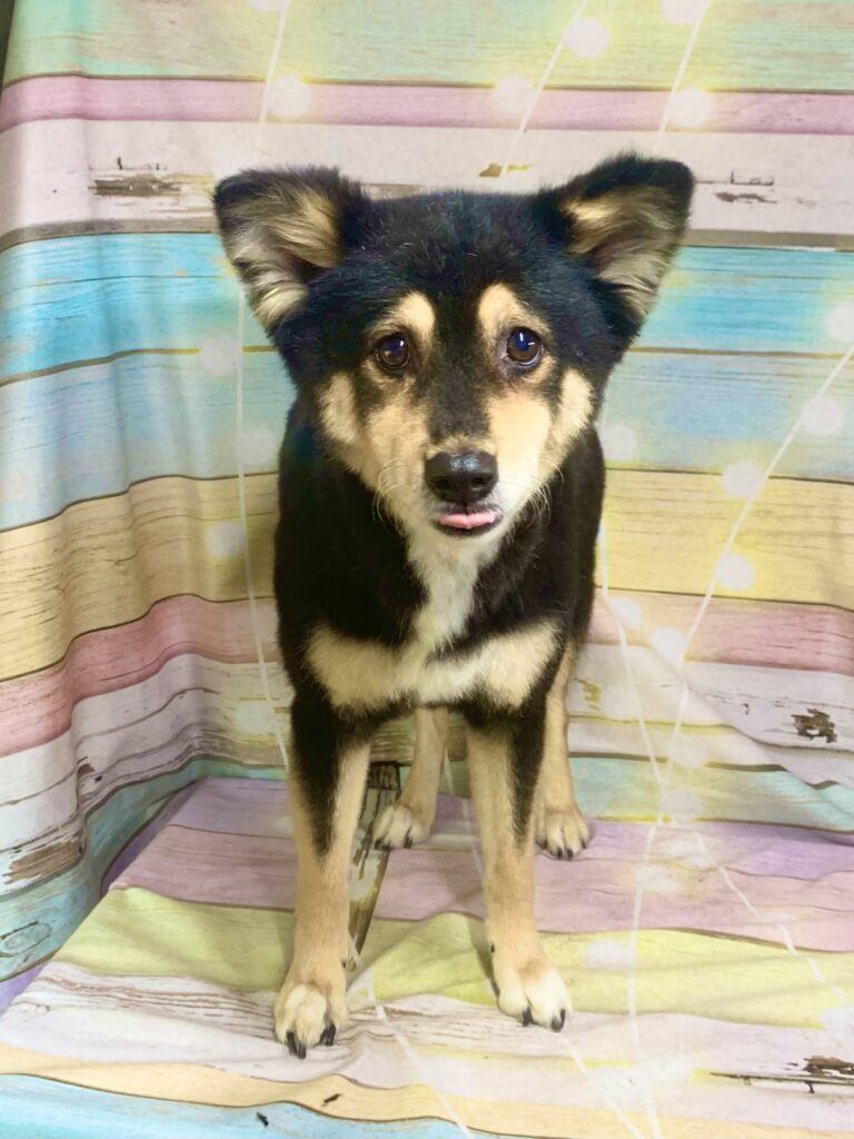 野田市でトリミングです。マロちゃん　(中型中毛ＭＩＸ犬女の子　シャンプー＆カットコースです。)