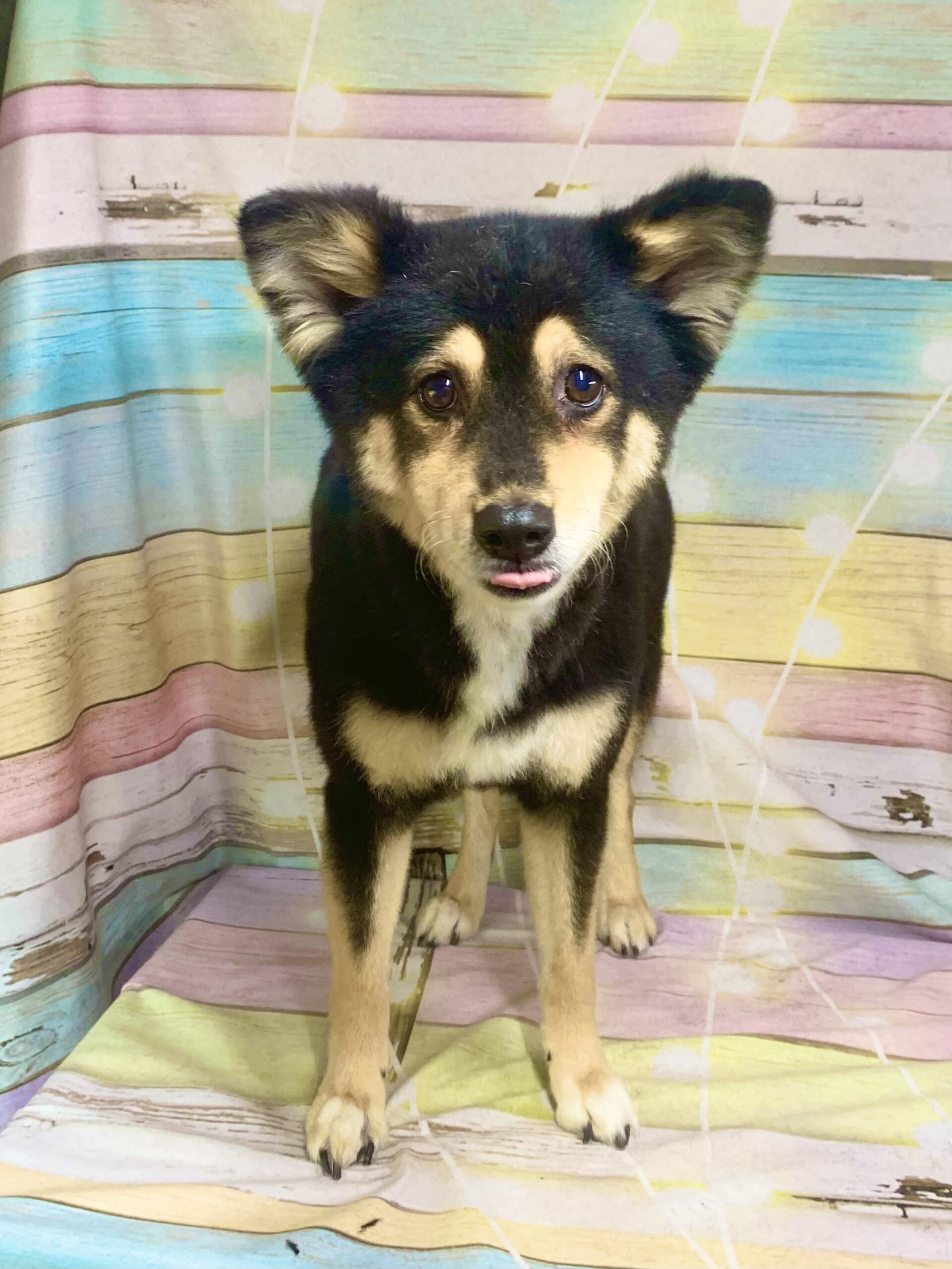 野田市でトリミングです。マロちゃん　(中型中毛ＭＩＸ犬女の子　シャンプー＆カットコースです。)