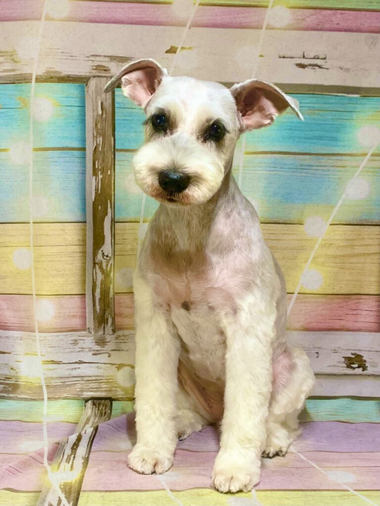 柏市でトリミングです。ハナちゃん　(ミニチュアシュナウザー女の子　シャンプー＆カットコースです。)