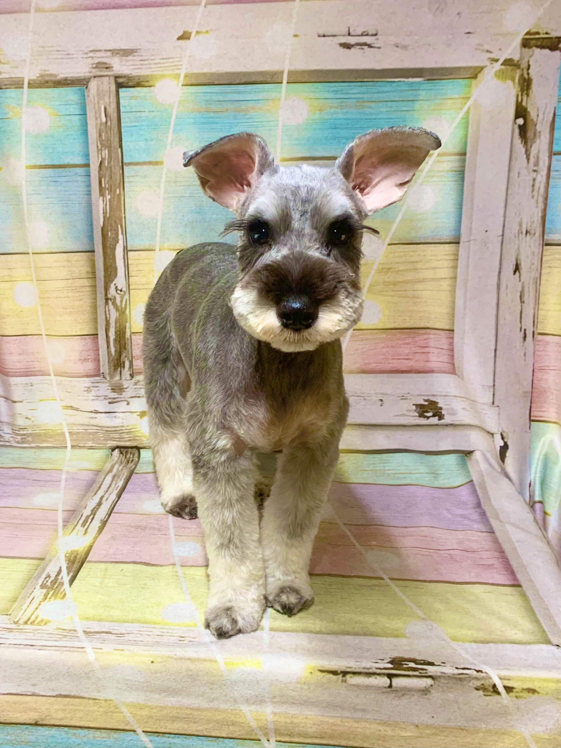 柏市でトリミングです。ヒマくん　(ミニチュアシュナウザー男の子　シャンプー＆カットコースです。)