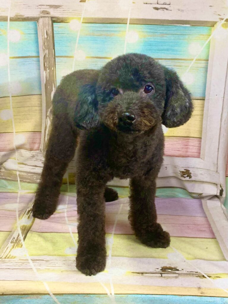 柏市でトリミングです。クロくん　(トイプードル男の子　シャンプー＆カットコースです。)