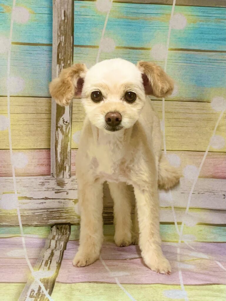 取手市でトリミングです。いなりくん　(チワワ×トイプードル男の子　シャンプー＆カットコースです。)