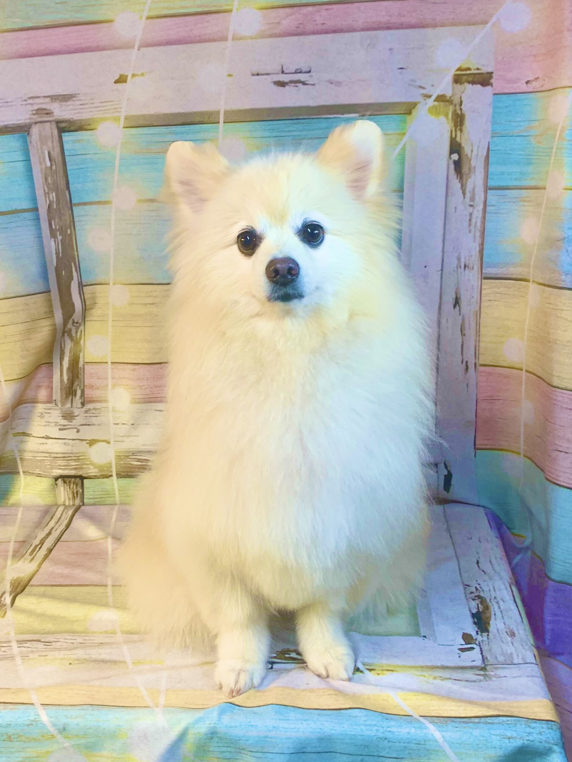 つくばみらい市でトリミングです。ひまわりちゃん　(ポメラニアン女の子　シャンプー＆カットコースです。)