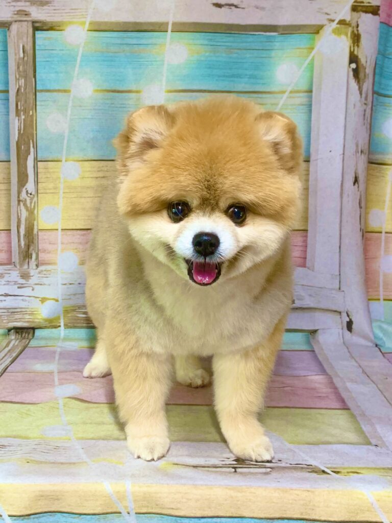 流山市でトリミングです。Ｌａｌａちゃん　(ポメラニアン女の子　シャンプー＆カットコースです。)