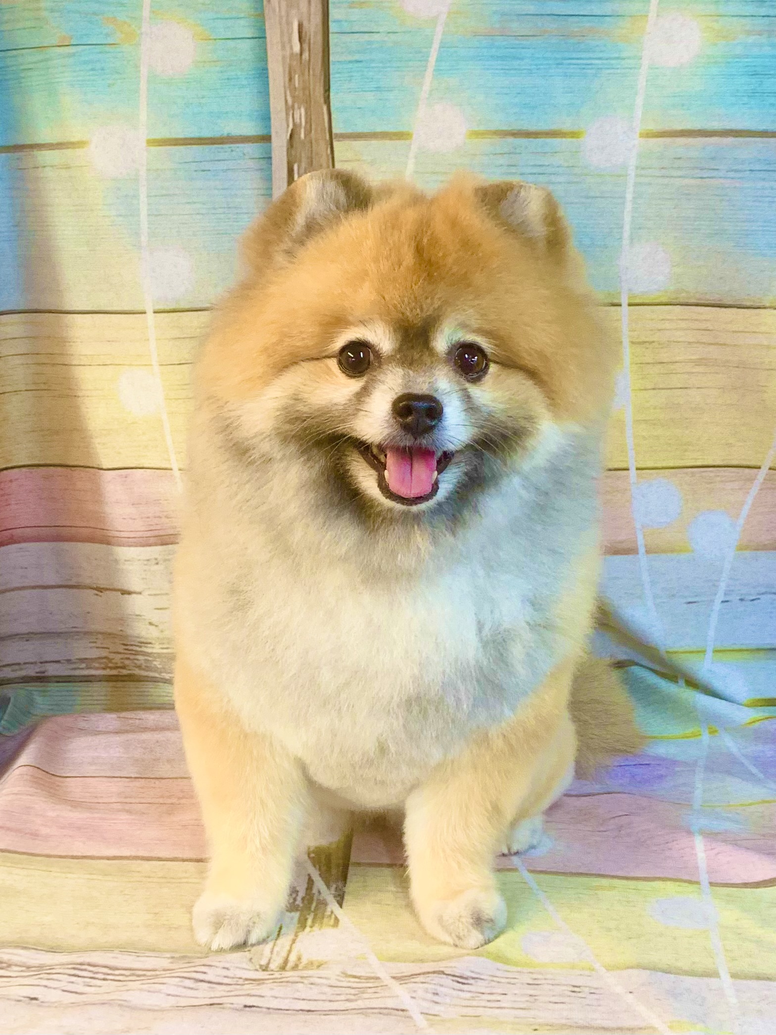 野田市でトリミングです。ガーナちゃん　(ポメラニアン女の子　シャンプー＆カットコースです。)