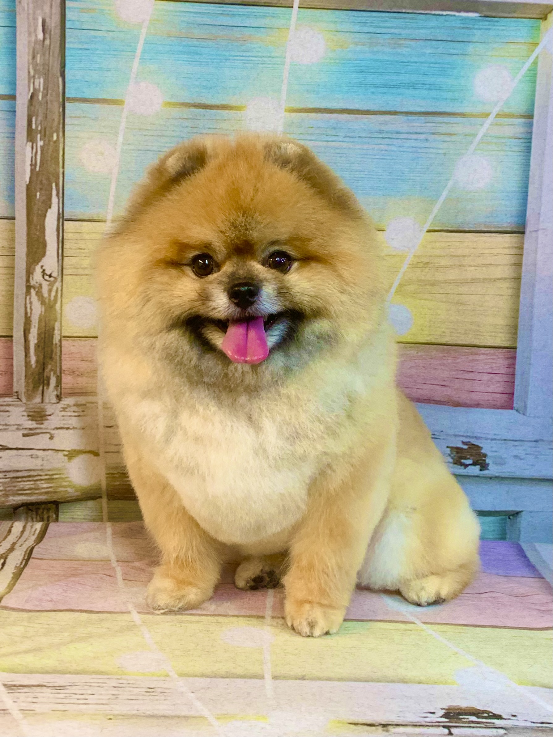 野田市でトリミングです。ラテくん　(ポメラニアン男の子　シャンプー＆カットコースです。)