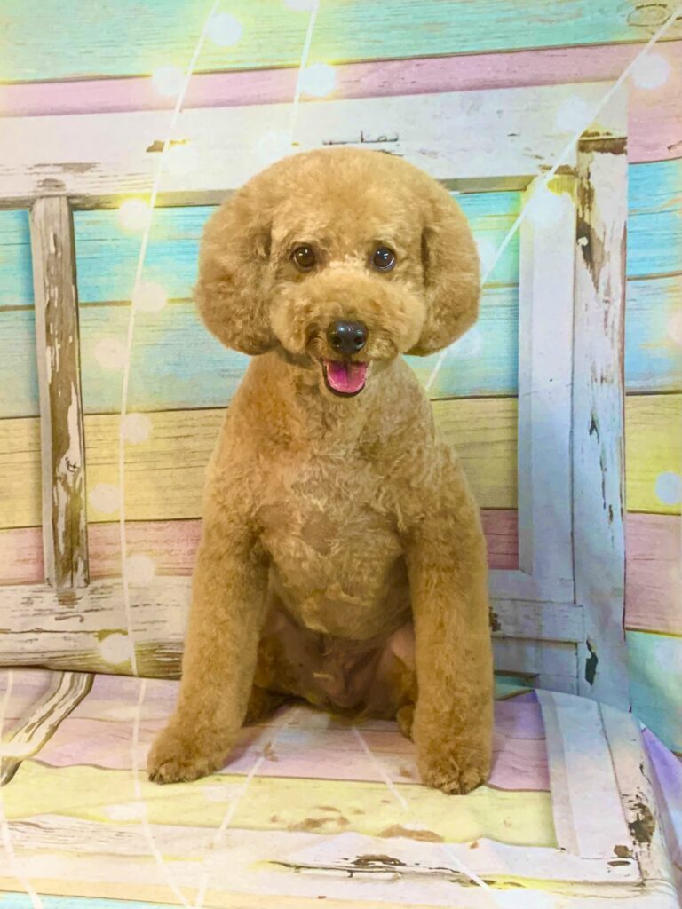 柏市でトリミングです。マロンくん　(トイプードル男の子　シャンプー＆カットコースです。)