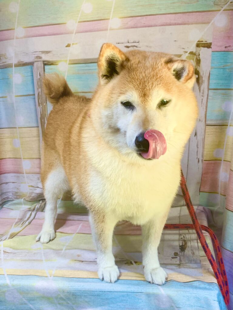 つくば市でトリミングです。アイちゃん　(柴犬女の子　シャンプーコース(お手入れコース)です。)