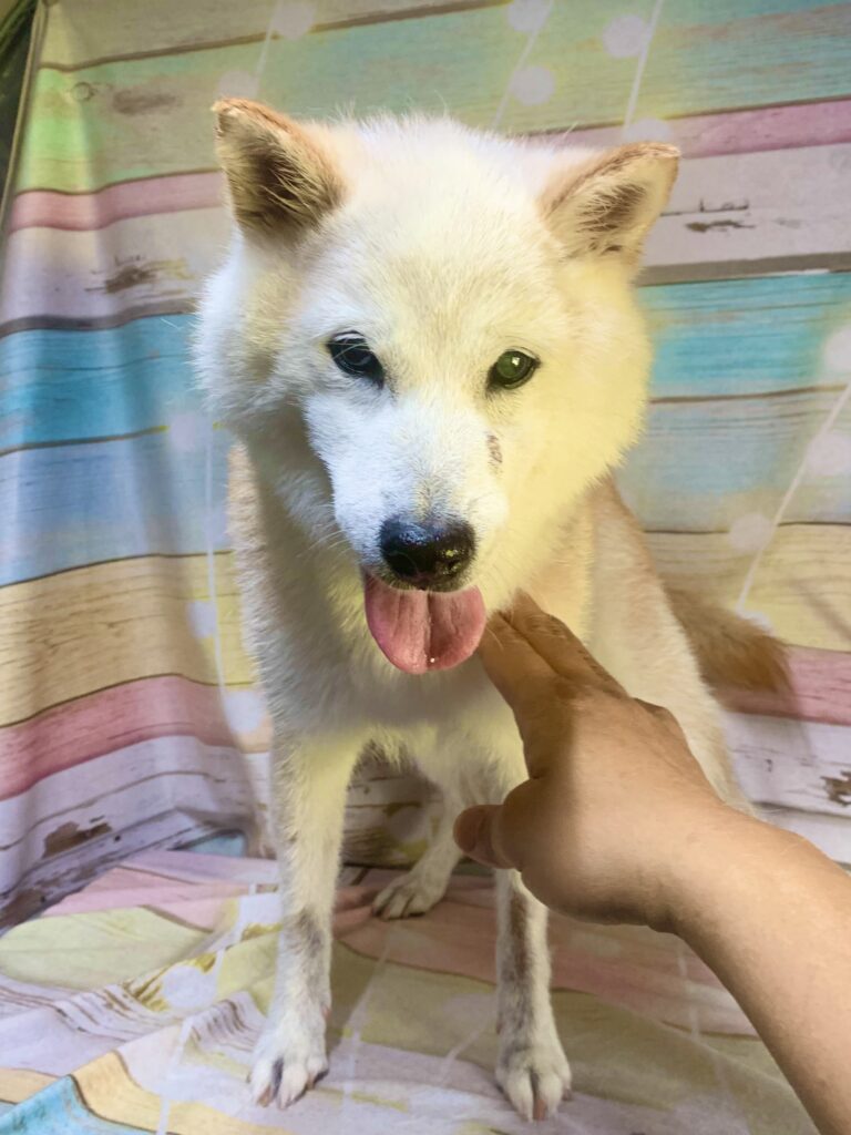 つくば市でトリミングです。トモちゃん　(柴犬女の子　シャンプーコース(お手入れコース)です。)