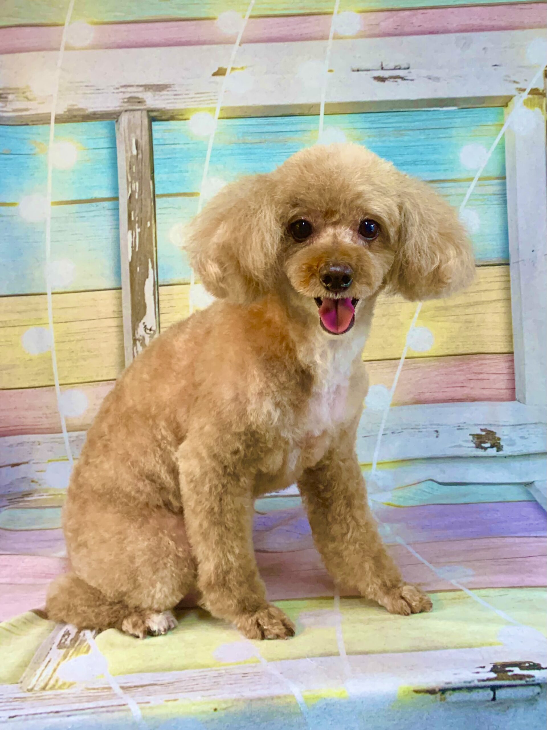 牛久市でトリミングです。モカちゃん　(トイプードル女の子　シャンプー＆カットコースです。)