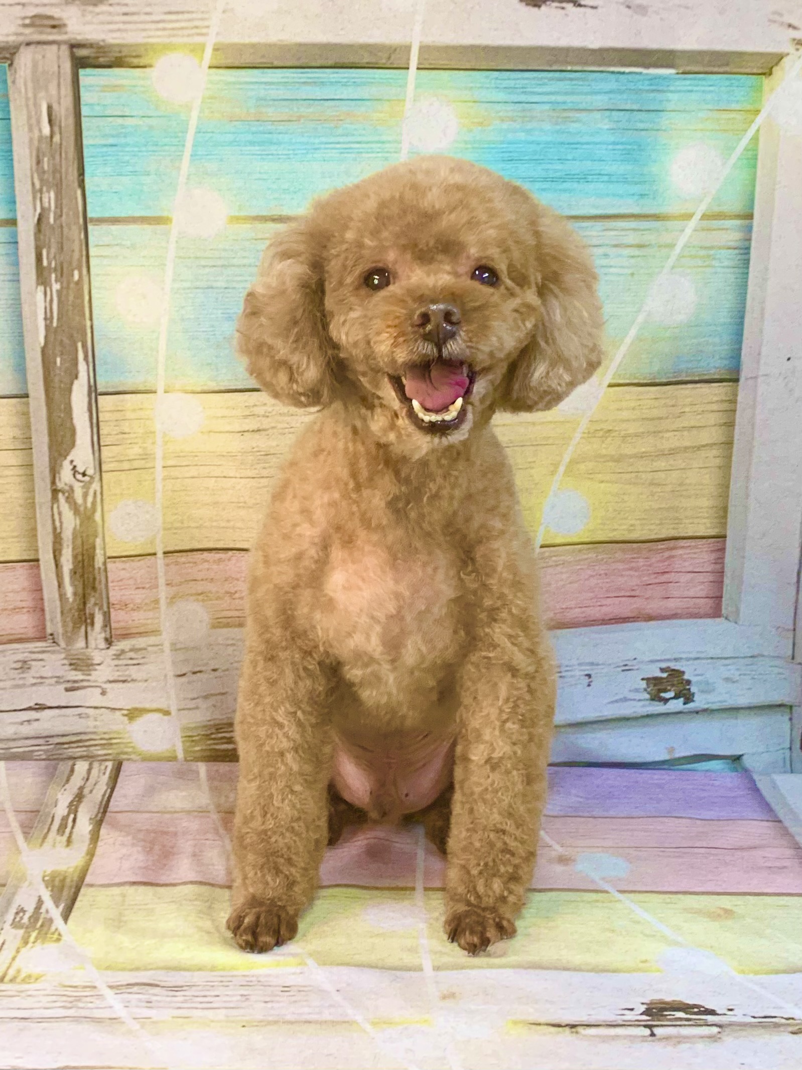 牛久市でトリミングです。リオンくん　(トイプードル男の子　シャンプー＆カットコースです。)