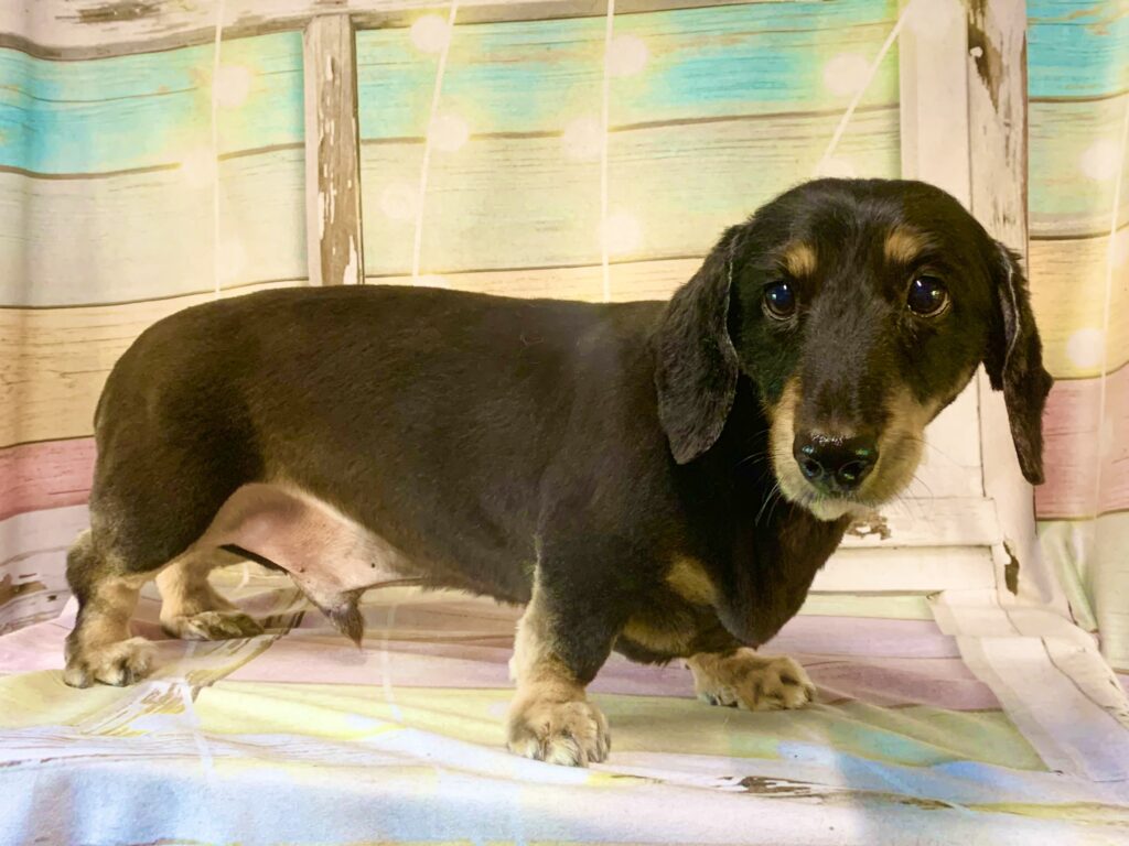 牛久市でトリミングです。ニモくん　(ミニチュアダックスフンド男の子　シャンプー＆カットコースです。)