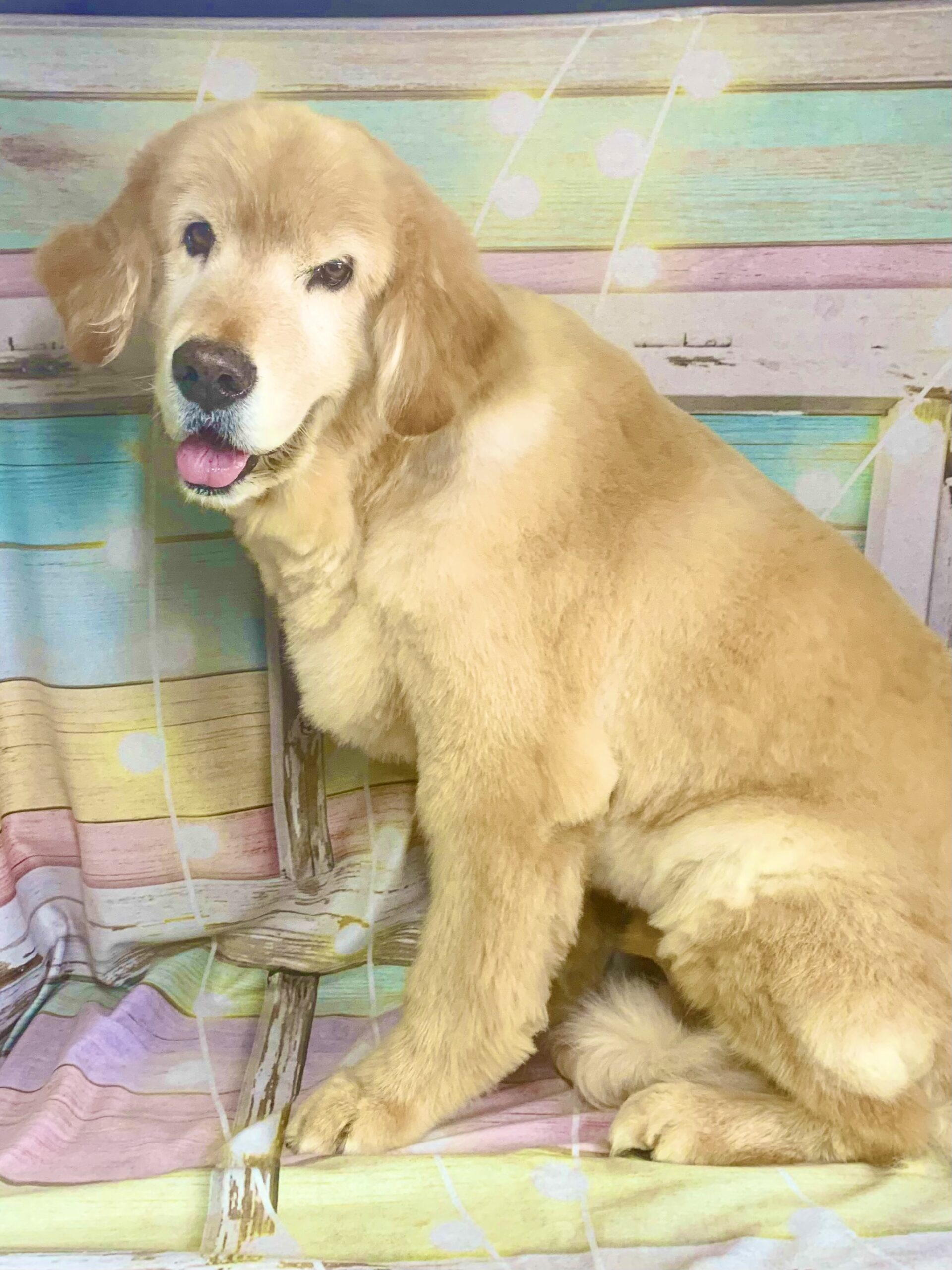 つくば市でトリミングです。レオンくん　(ゴールデンレトリーバー男の子　シャンプー＆カットコースです。)