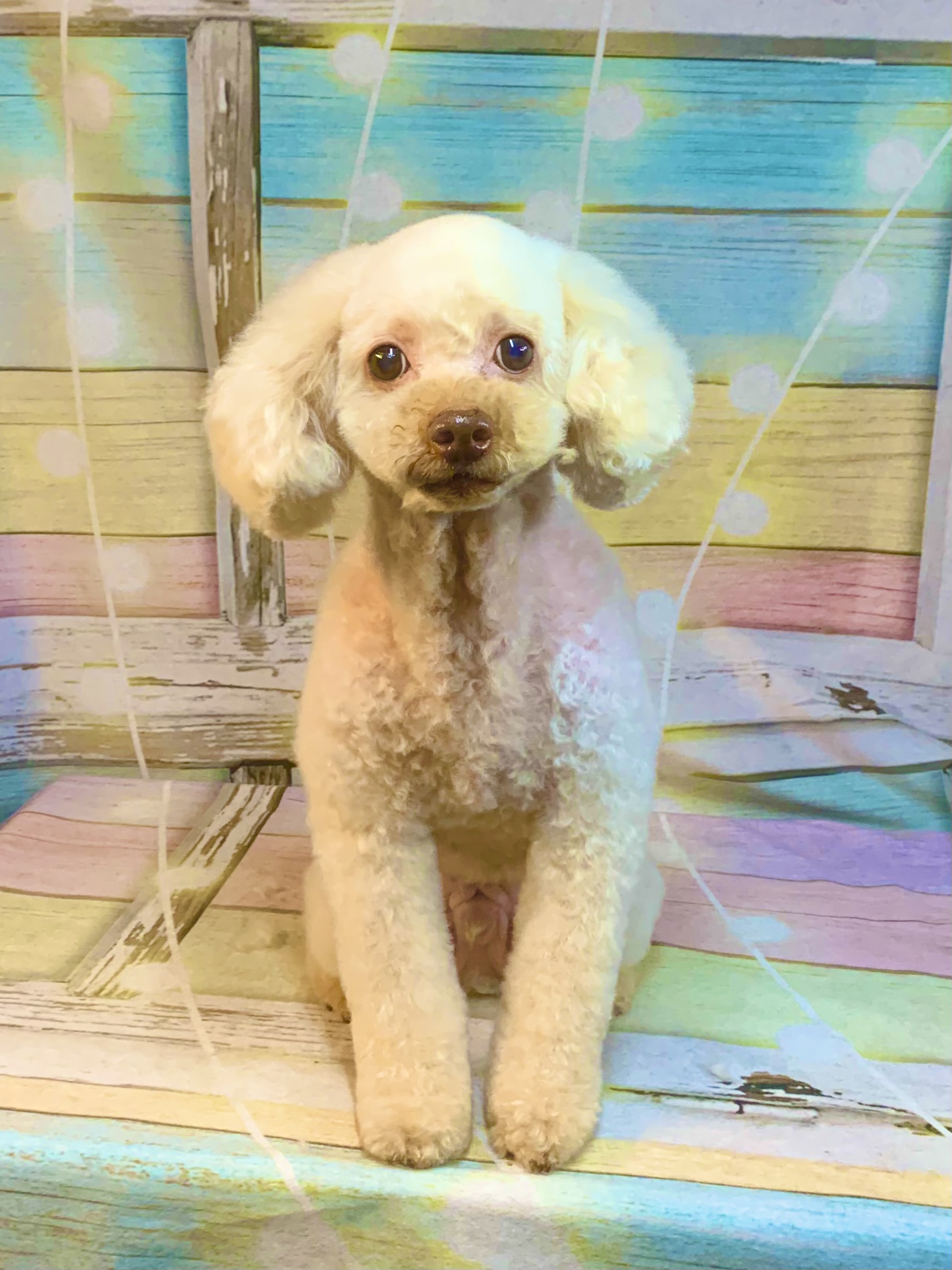 柏市でトリミングです。ハリーくん　(トイプードル男の子　シャンプー＆カットコースです。)