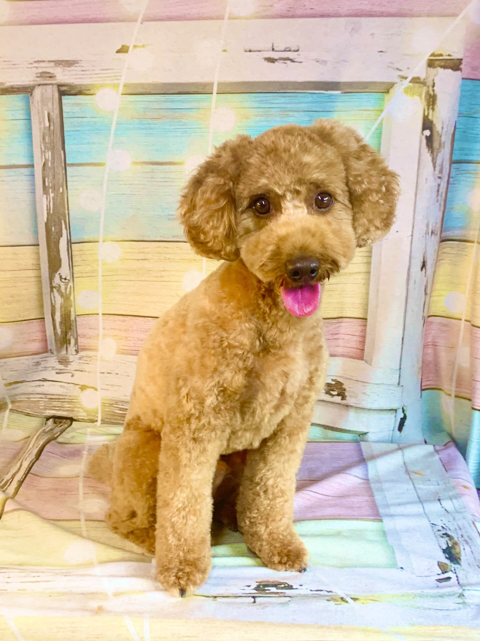 柏市でトリミングです。アルくん　(トイプードル男の子　シャンプー＆カットコースです。)