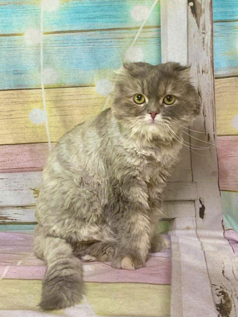 つくば市でトリミングです。メロくん　(スコティッシュフォールド男の子　グルーミング＆カットコースです。)