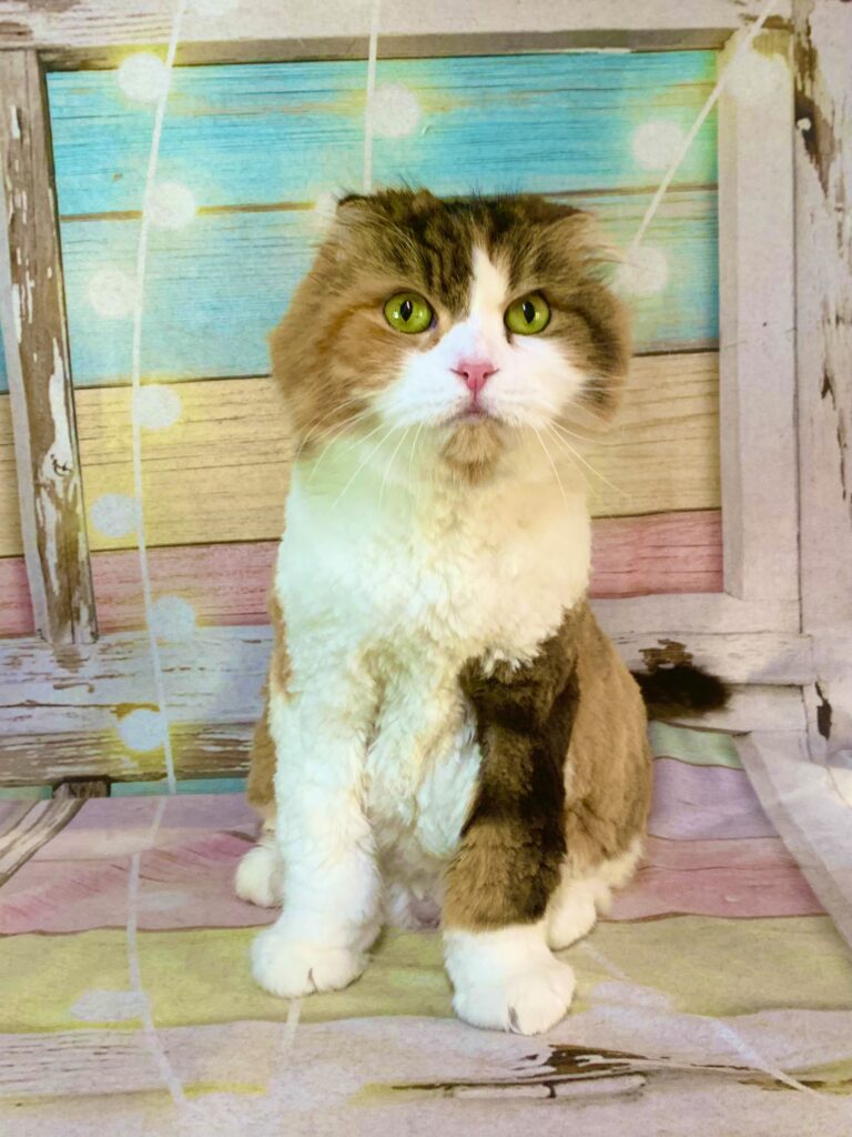 つくば市でトリミングです。ラムちゃん　(スコティッシュフォールド女の子　グルーミング＆カットコースです。)