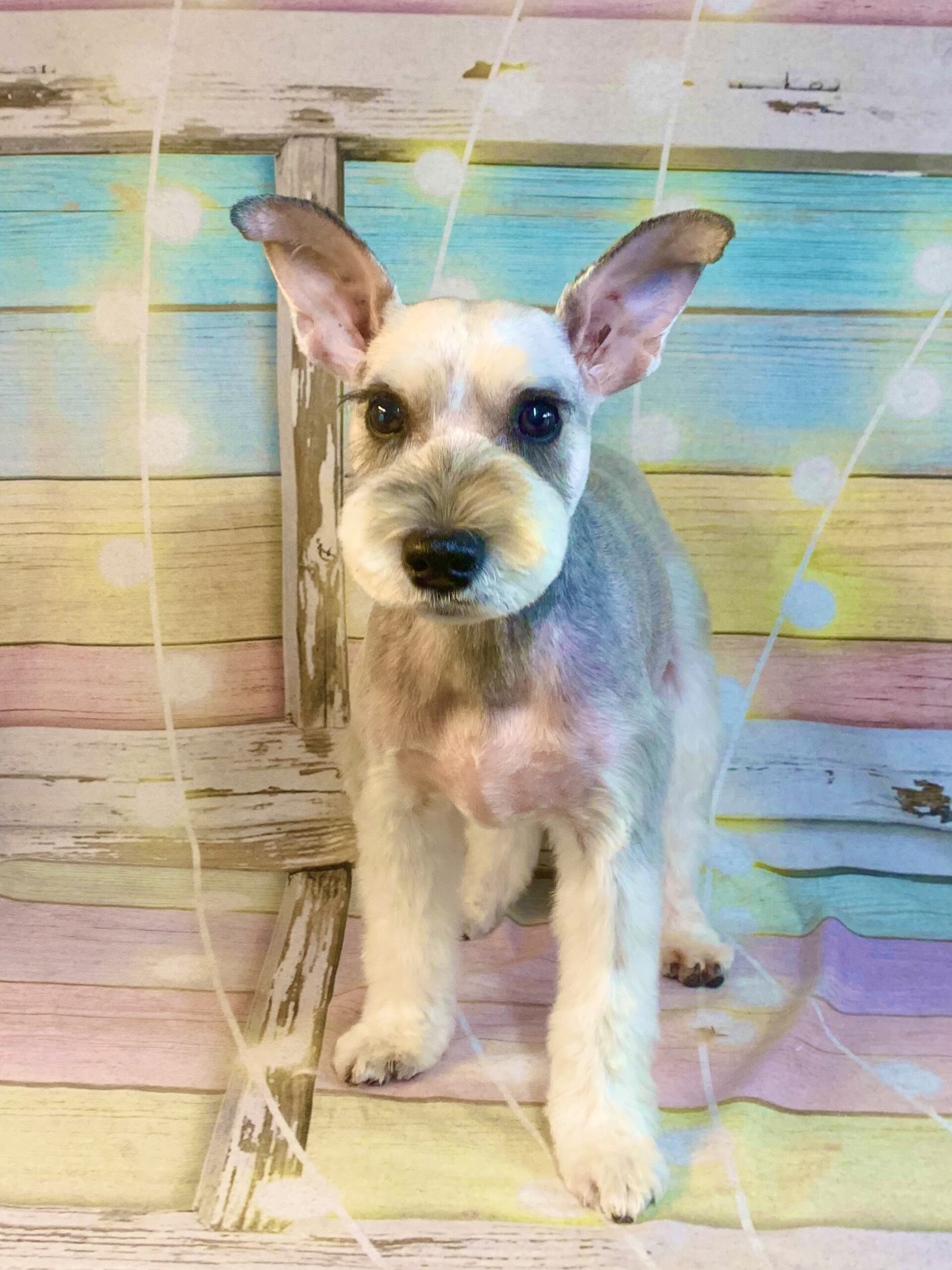 柏市でトリミングです。ワカくん　(ミニチュアシュナウザー男の子　シャンプー＆カットコースです。)