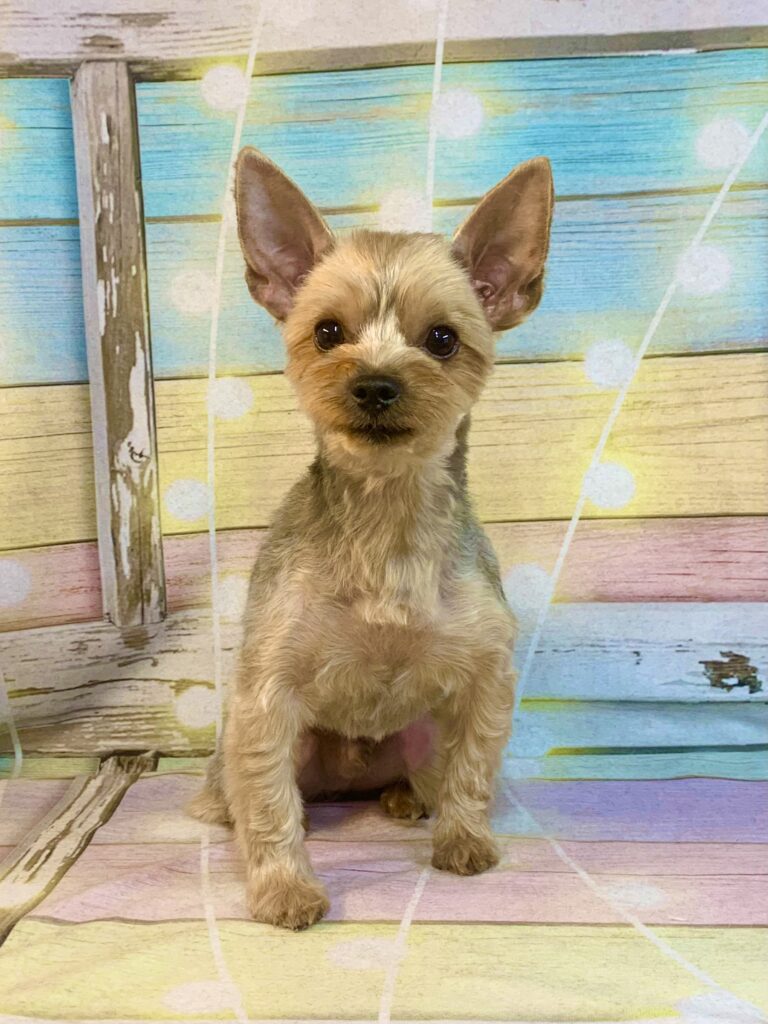 柏市でトリミングです。マロンくん　(ヨークシャーテリア男の子　シャンプー＆カットコースです。)