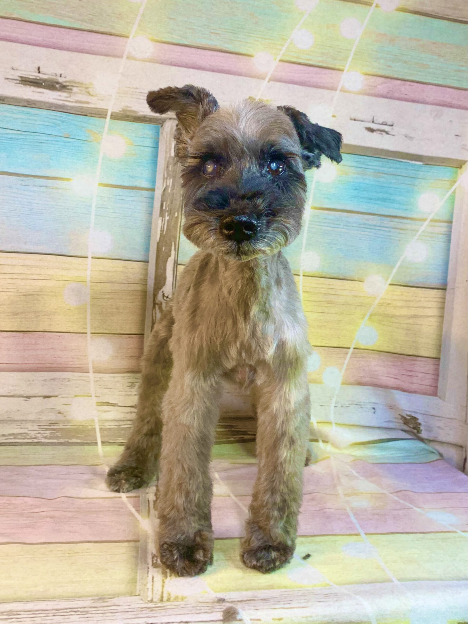 牛久市でトリミングです。グラちゃん　(ミニチュアダックスフンド女の子　シャンプー＆カットコースです。)