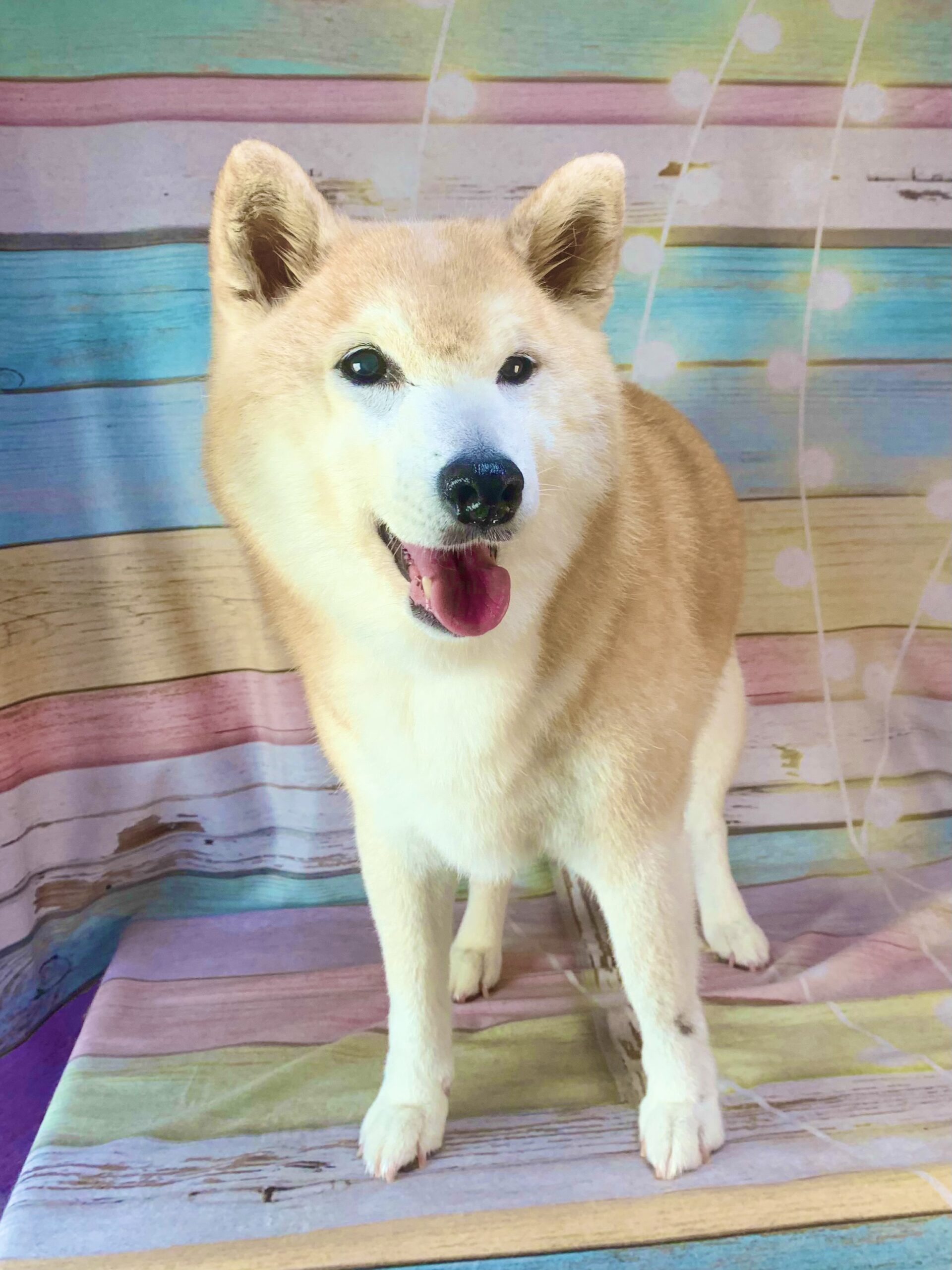 牛久市でトリミングです。シバちゃん　(柴犬女の子　シャンプーコース(お手入れ)です。)