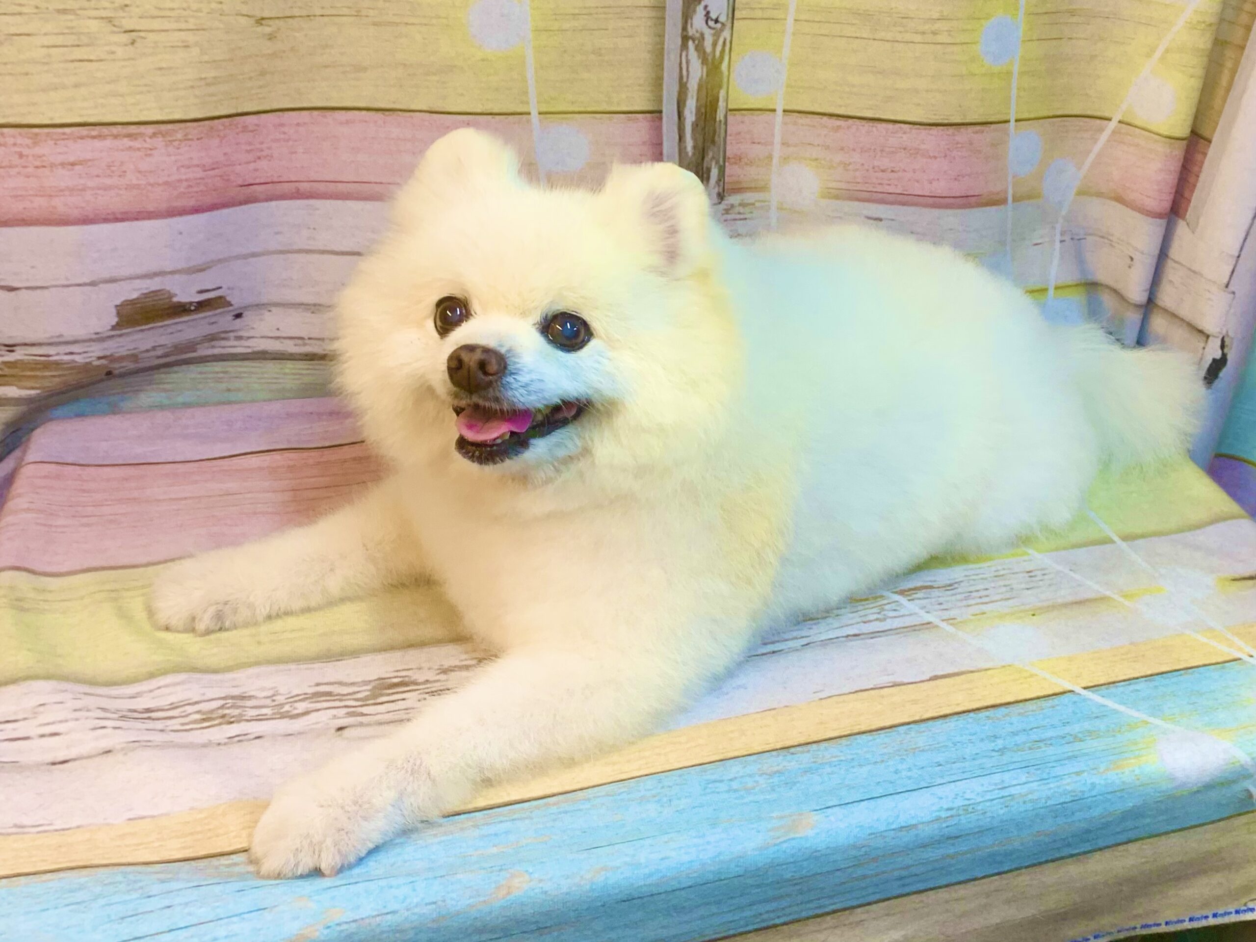 龍ヶ崎市でトリミングです。ラテくん　(ポメラニアン男の子　シャンプー＆カットコースです。)