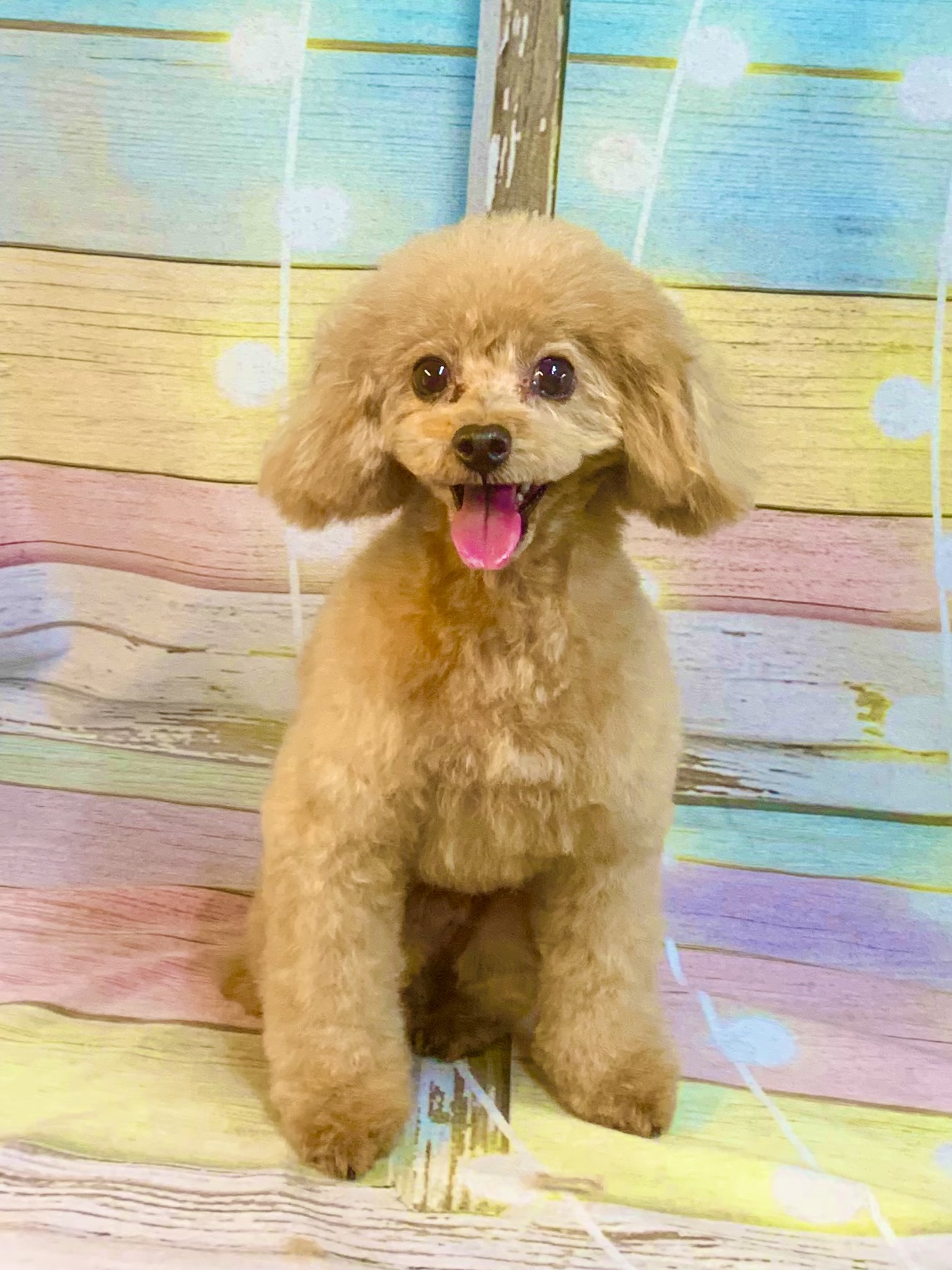 つくば市でトリミングです。リクくん　(トイプードル男の子　シャンプー＆カットコースです。)