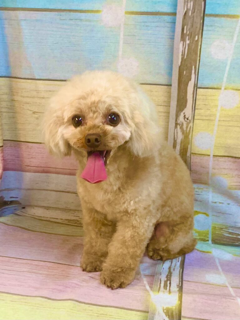 つくば市でトリミングです。ショウくん　(トイプードル男の子　シャンプー＆カットコースです。)