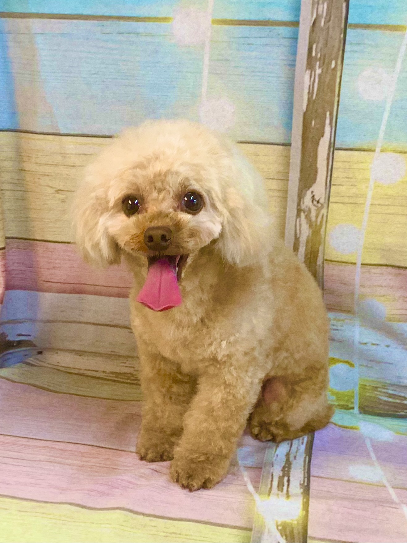 つくば市でトリミングです。ショウくん　(トイプードル男の子　シャンプー＆カットコースです。)