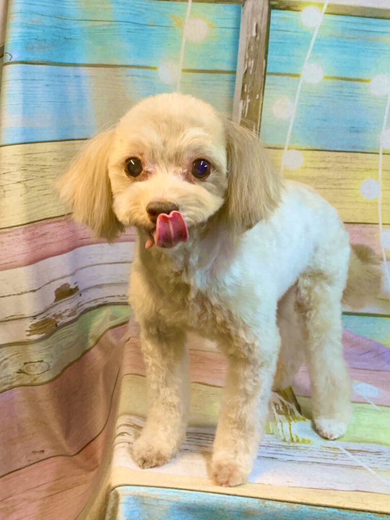 牛久市でトリミングです。クロエくん　(トイプードル×チワワ男の子　シャンプー＆カットコースです。)