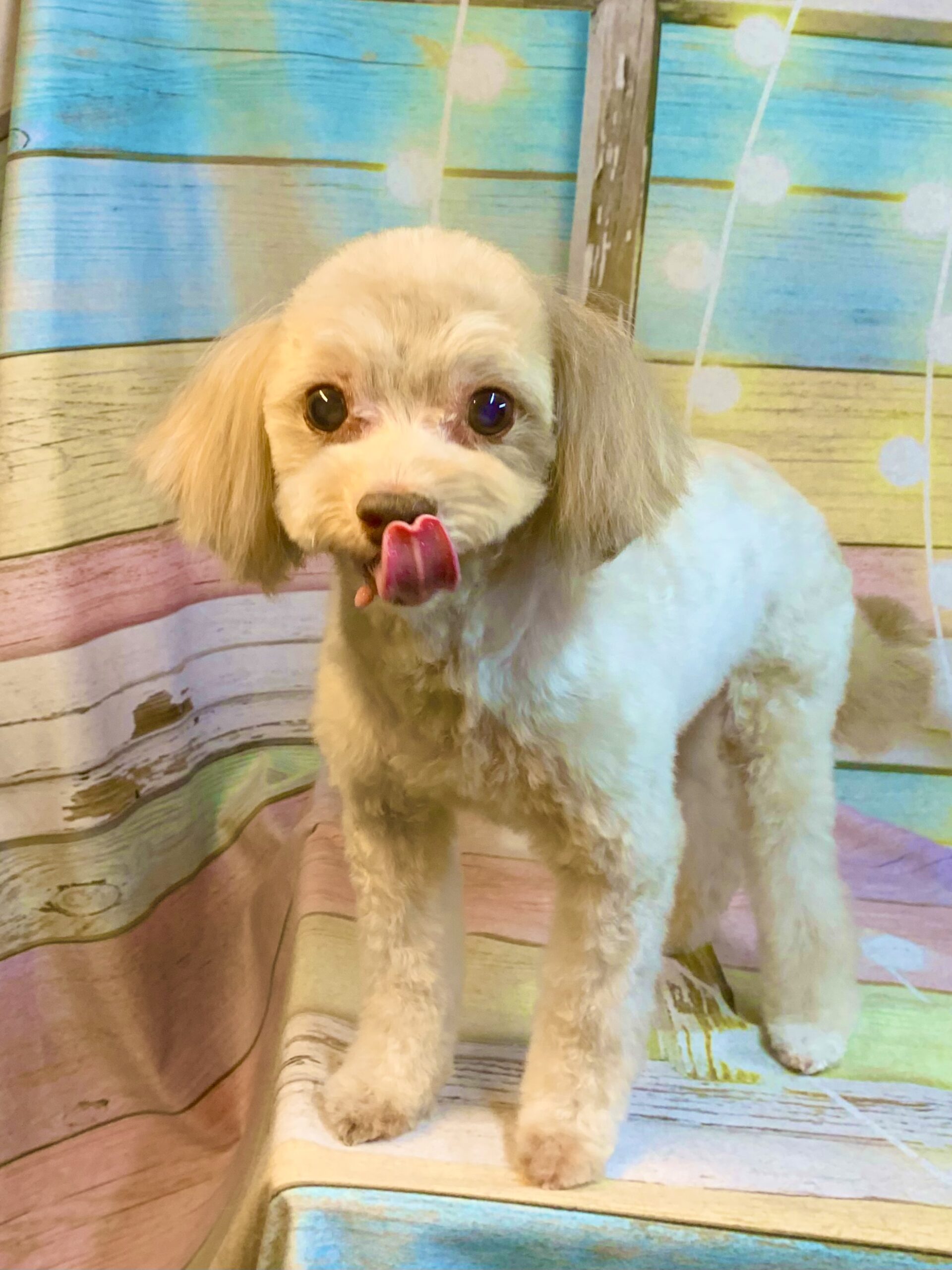 牛久市でトリミングです。クロエくん　(トイプードル×チワワ男の子　シャンプー＆カットコースです。)