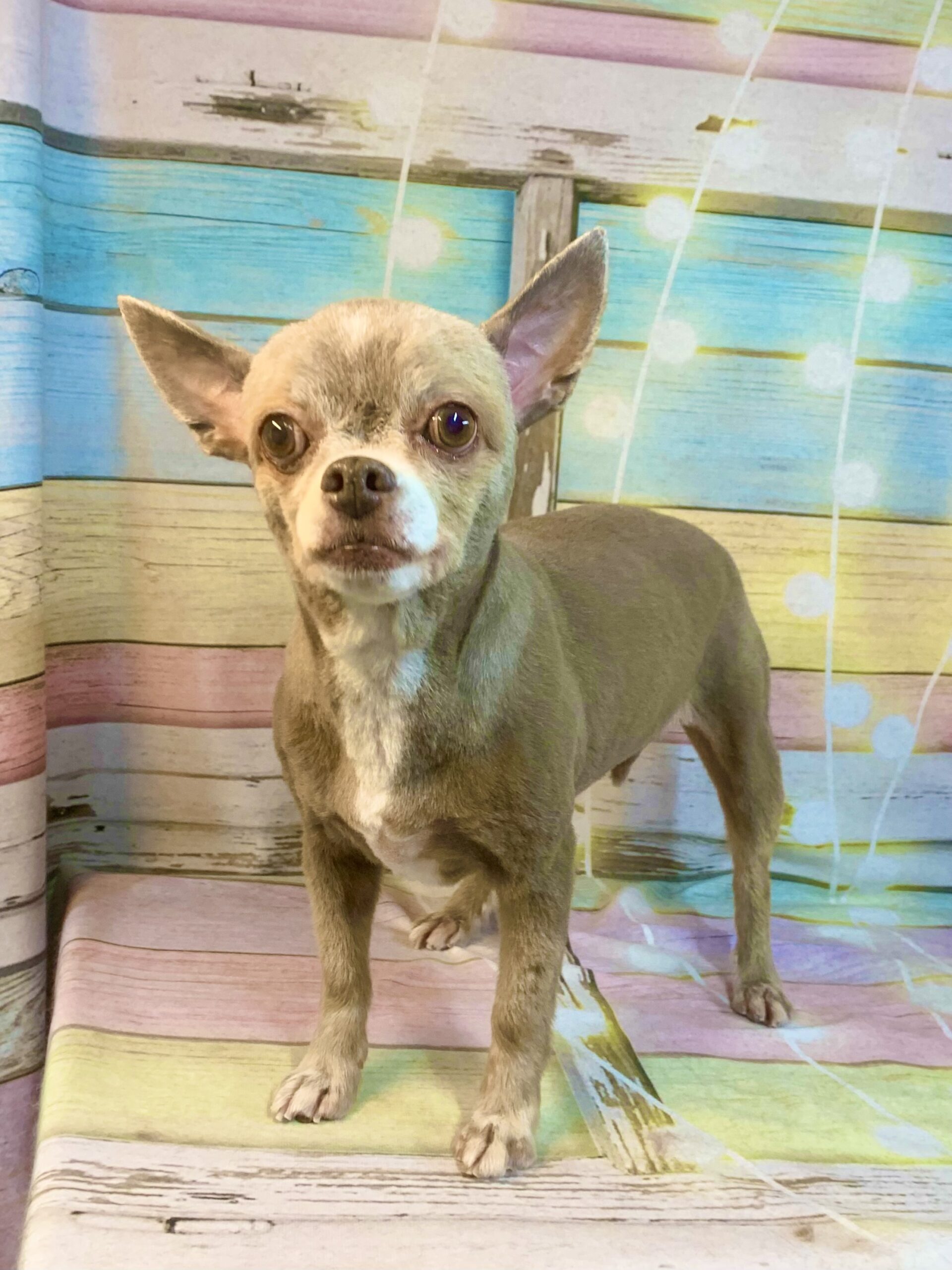 龍ヶ崎市でトリミングです。チャコちゃん　(チワワ女の子　シャンプー＆カットコースです。)