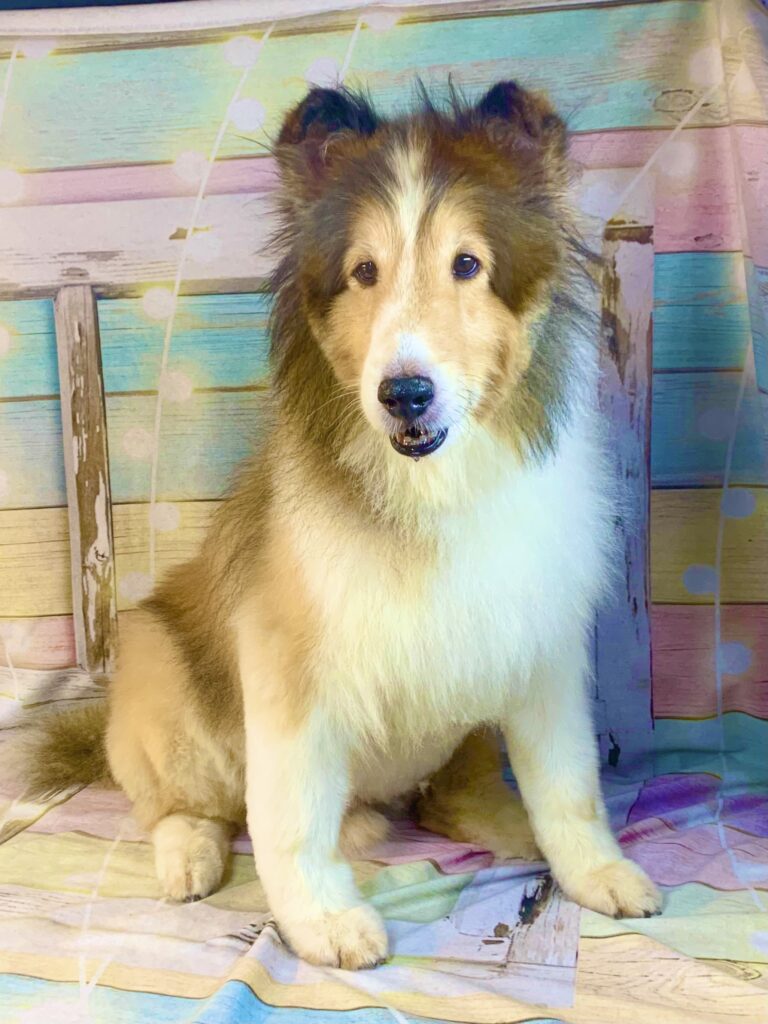 つくば市でトリミングです。レナちゃん　(シェットランドシープドッグ女の子　シャンプー＆カットコースです。)