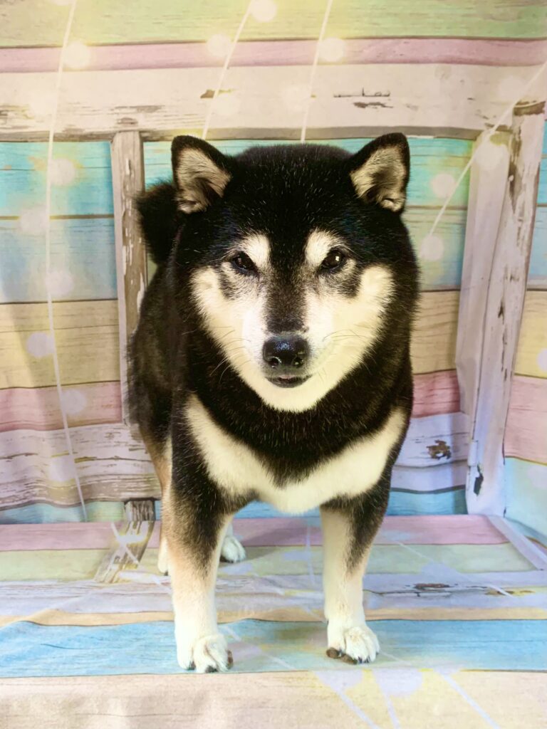 牛久市でトリミングです。ココロちゃん　(柴犬女の子　シャンプーコース(お手入れ)です。)