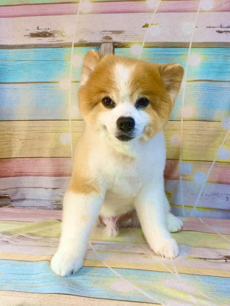 牛久市でトリミングです。ルックくん　(ポメラニアン　男の子シャンプー＆カットコースです。)