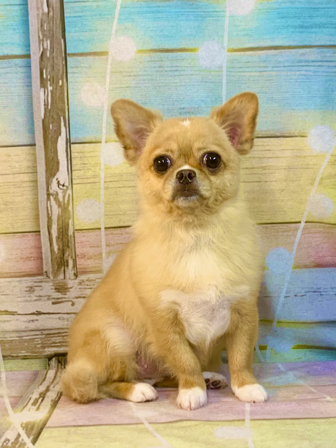 つくば市でトリミングです。ちーずちゃん　(マルチーズ×チワワ女の子　シャンプー＆カットコースです。)