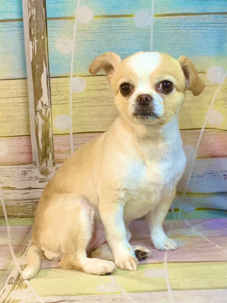 つくば市でトリミングです。れちかちゃん　(マルチーズ×チワワ女の子　シャンプー＆カットコースです。)