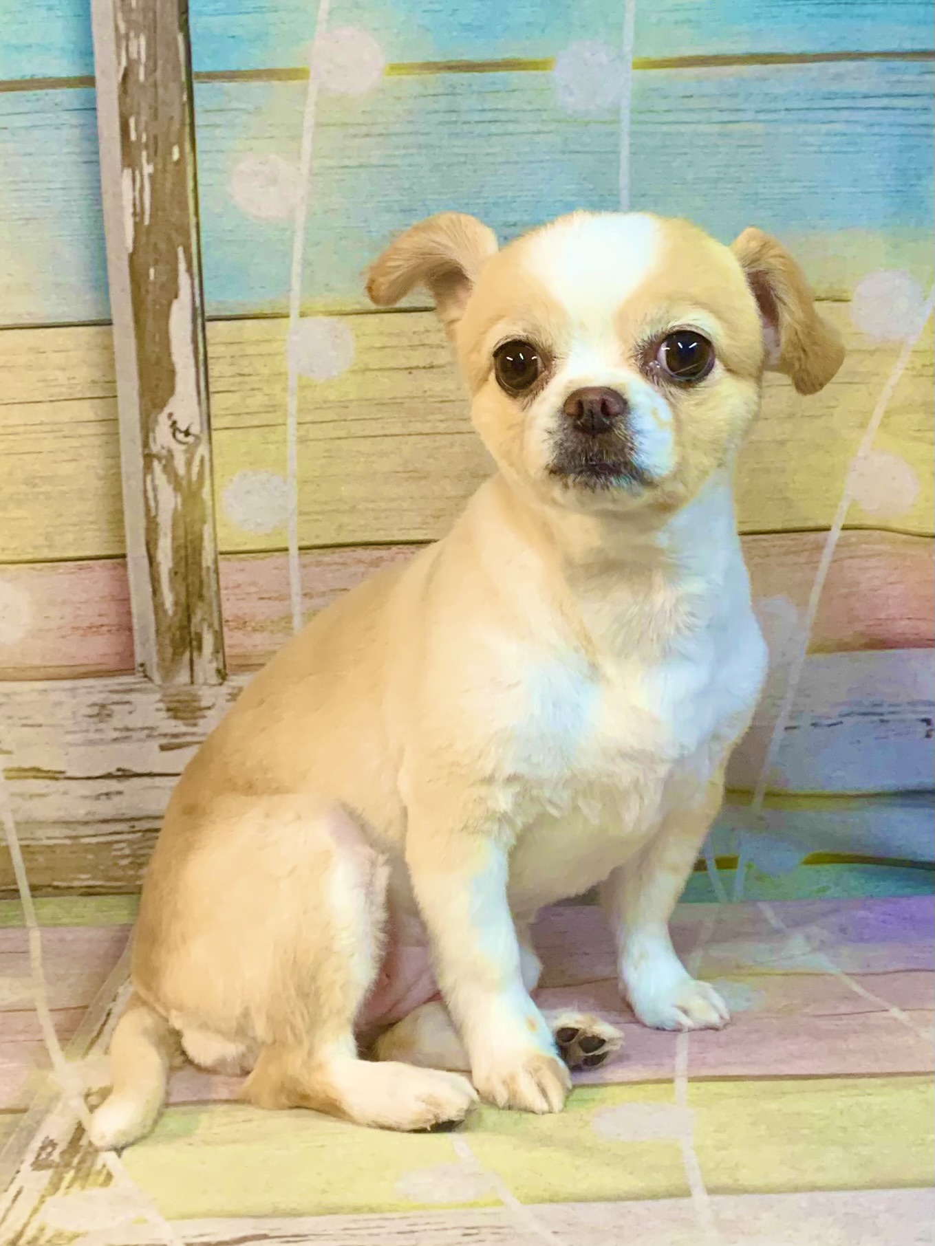 つくば市でトリミングです。れちかちゃん　(マルチーズ×チワワ女の子　シャンプー＆カットコースです。)