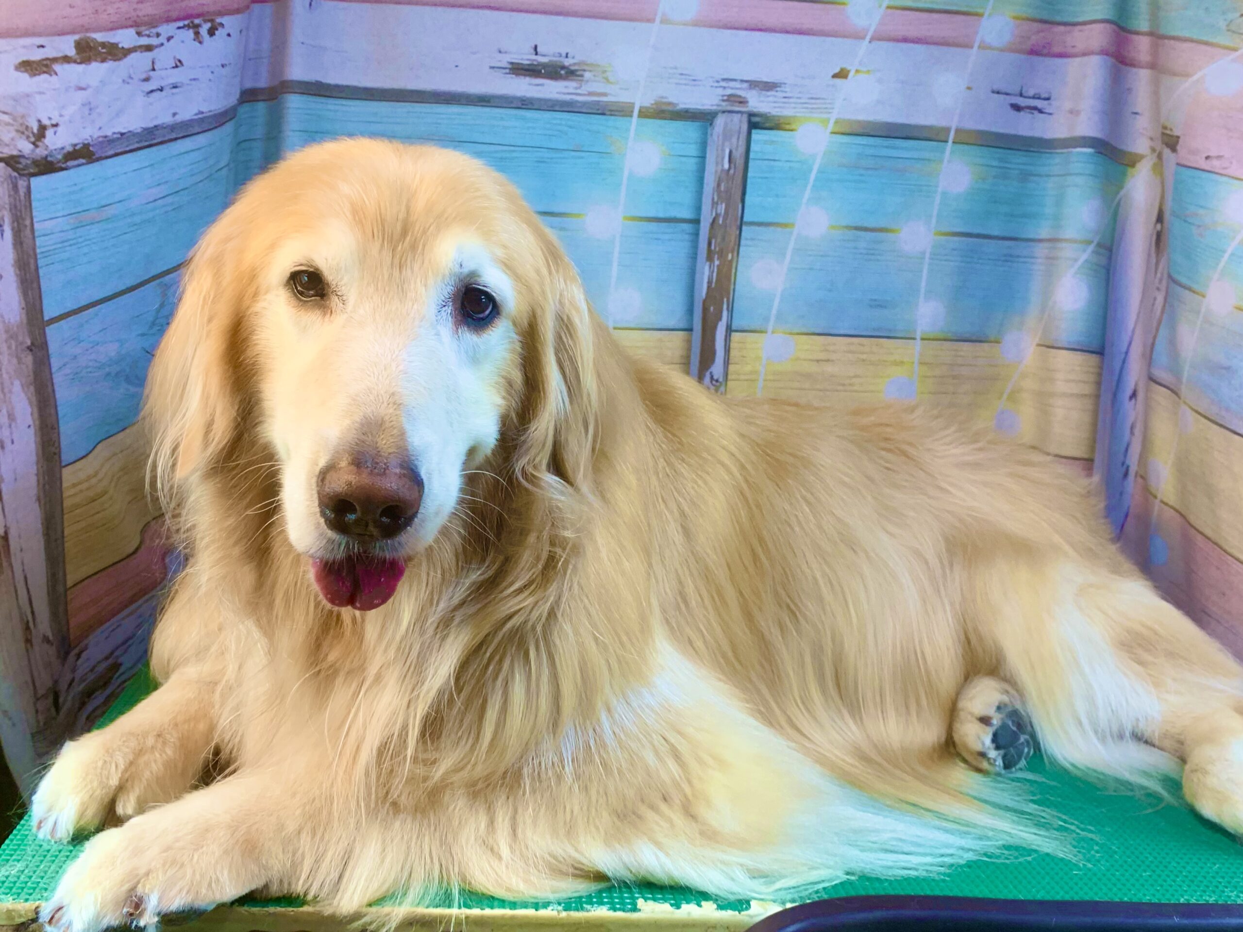 牛久市でトリミングです。アンディくん　(ゴールデンレトリーバー男の子　シャンプーコースです。)