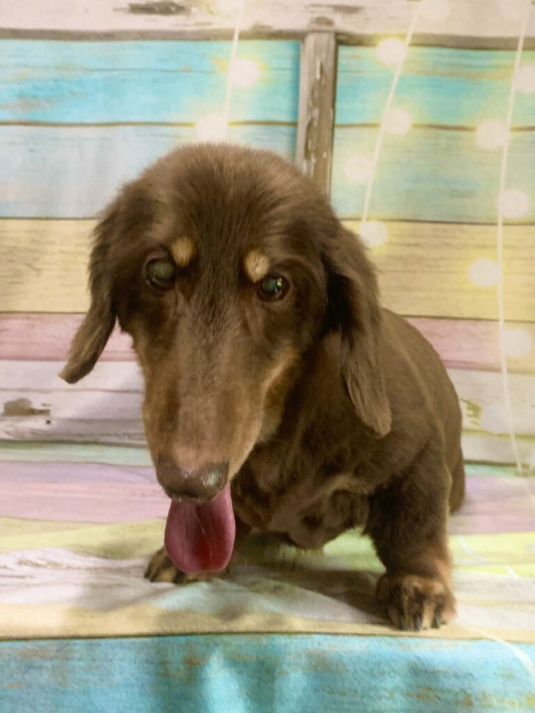 稲敷市でトリミングです。ルイくん　(ミニチュアダックスフンド男の子　シャンプー＆カットコースです。)